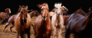 stampede horses